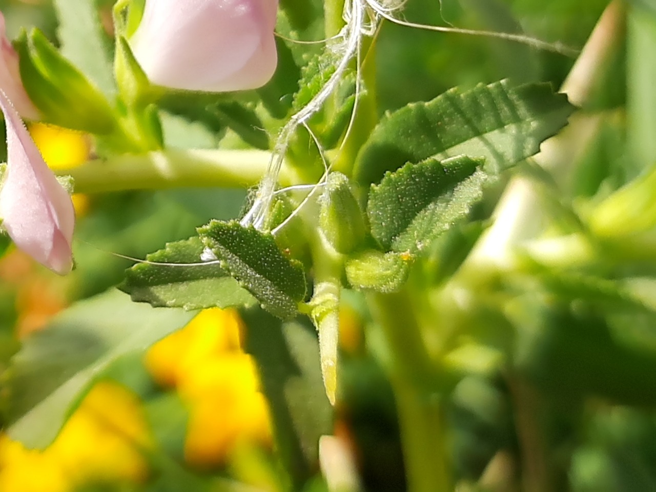 Ononis spinosa subsp. leiosperma