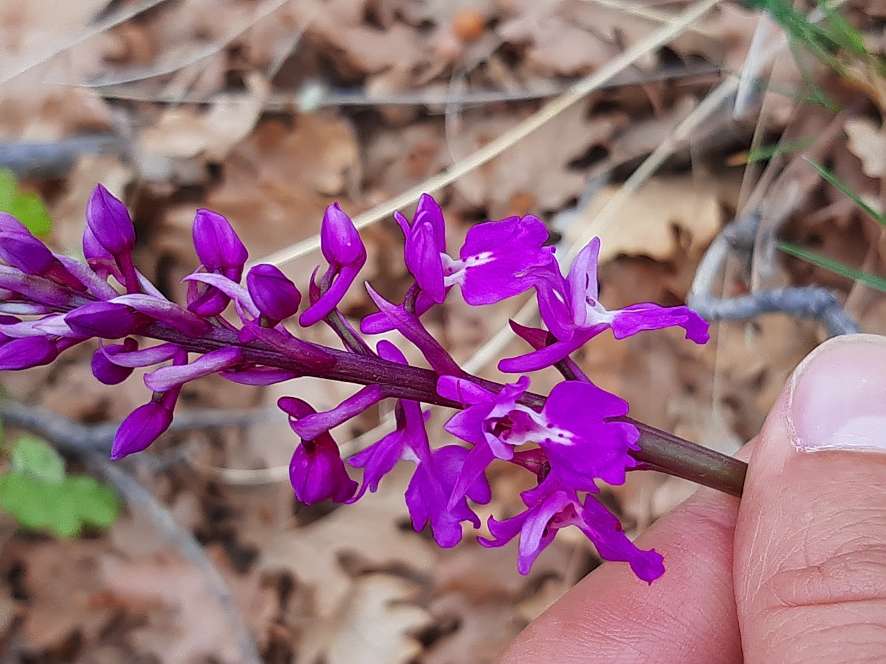 Orchis mascula