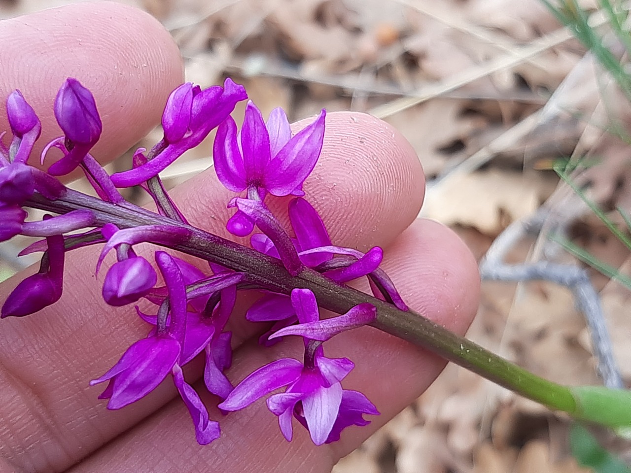 Orchis mascula