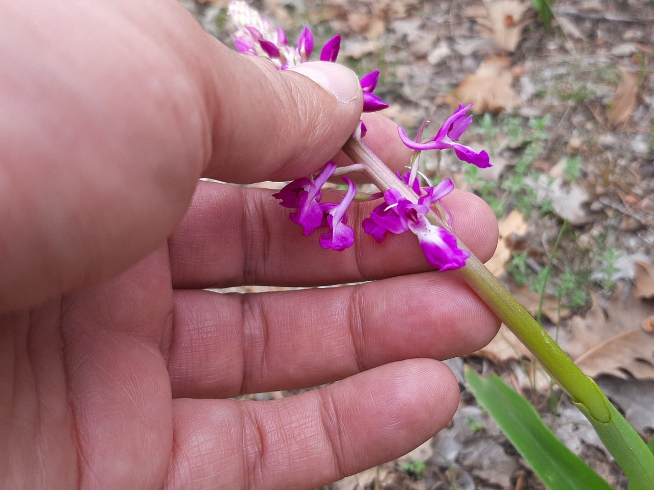 Orchis mascula