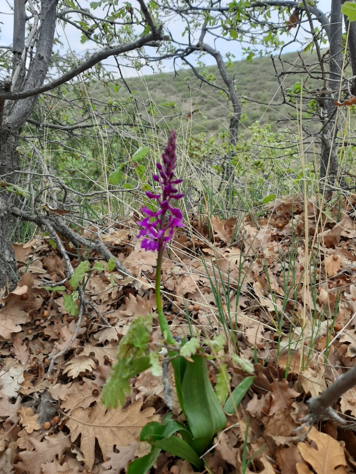 Orchis mascula