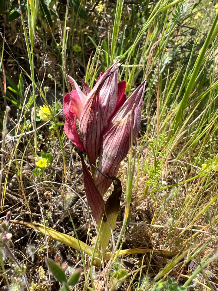 Serapias orientalis