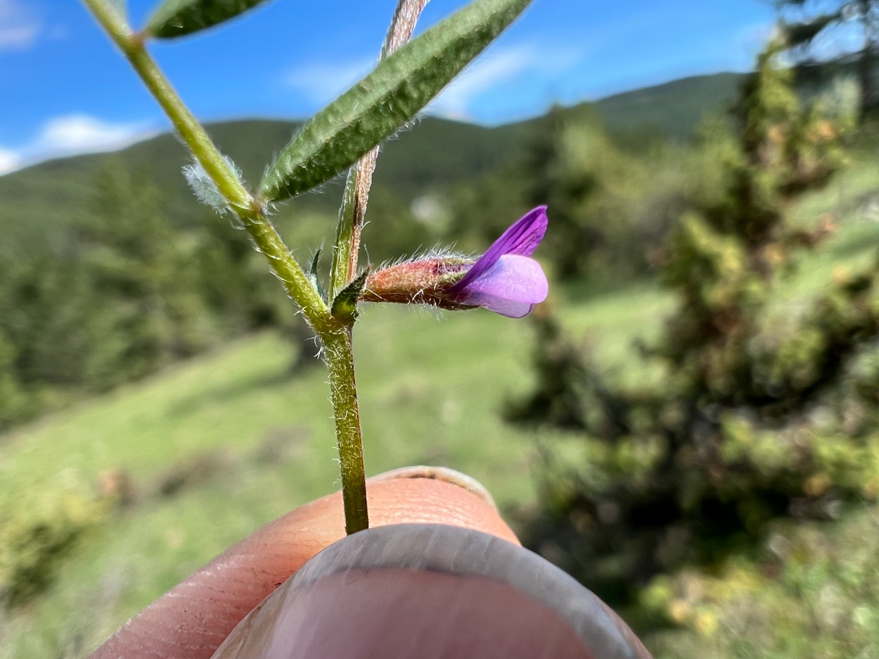Vicia lathyroides