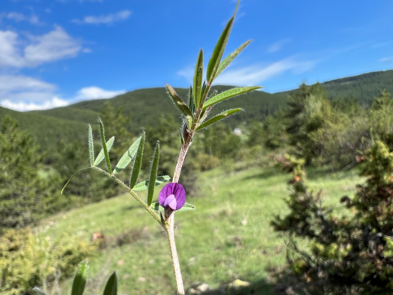 Vicia lathyroides