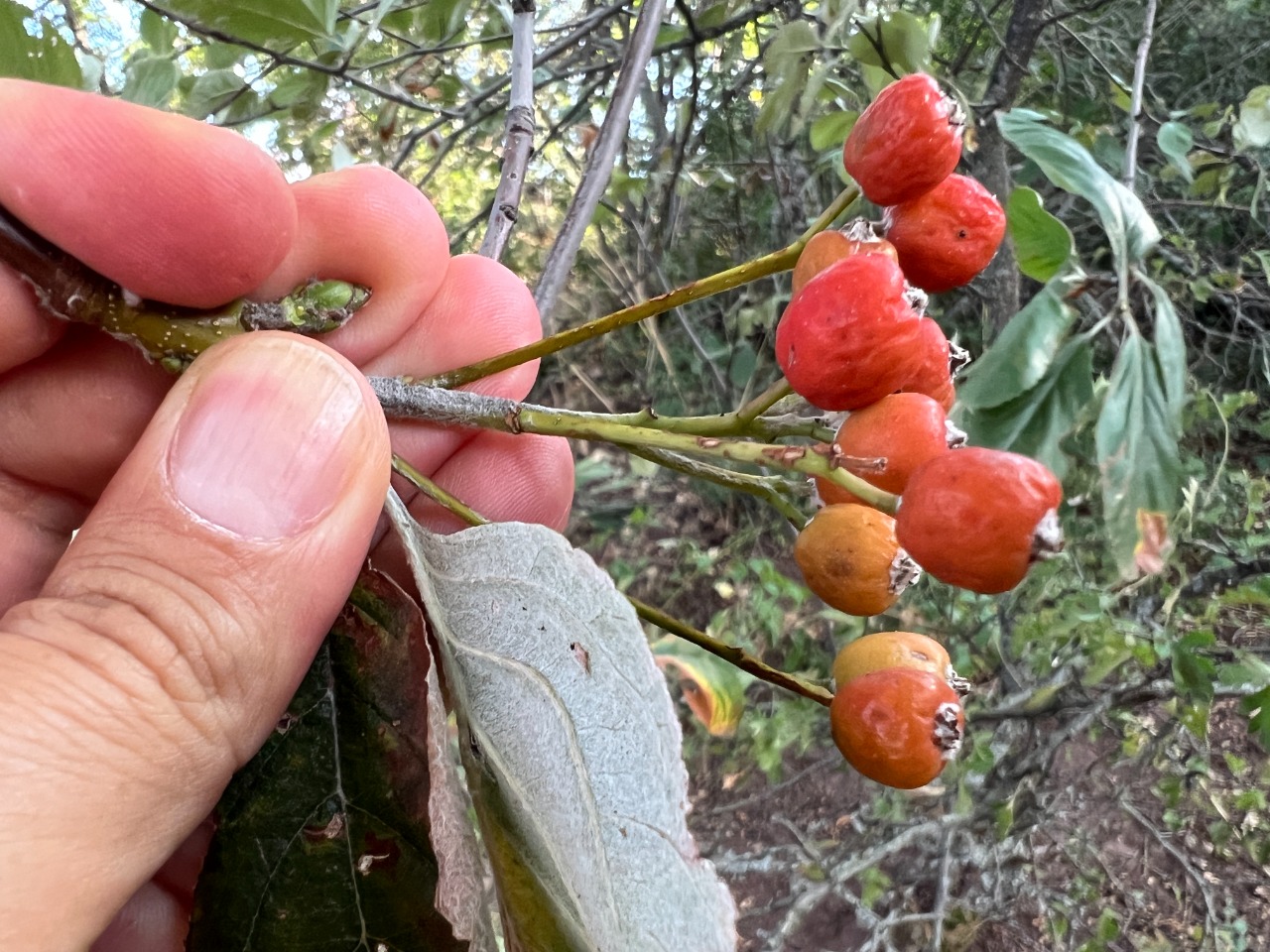 Sorbus graeca