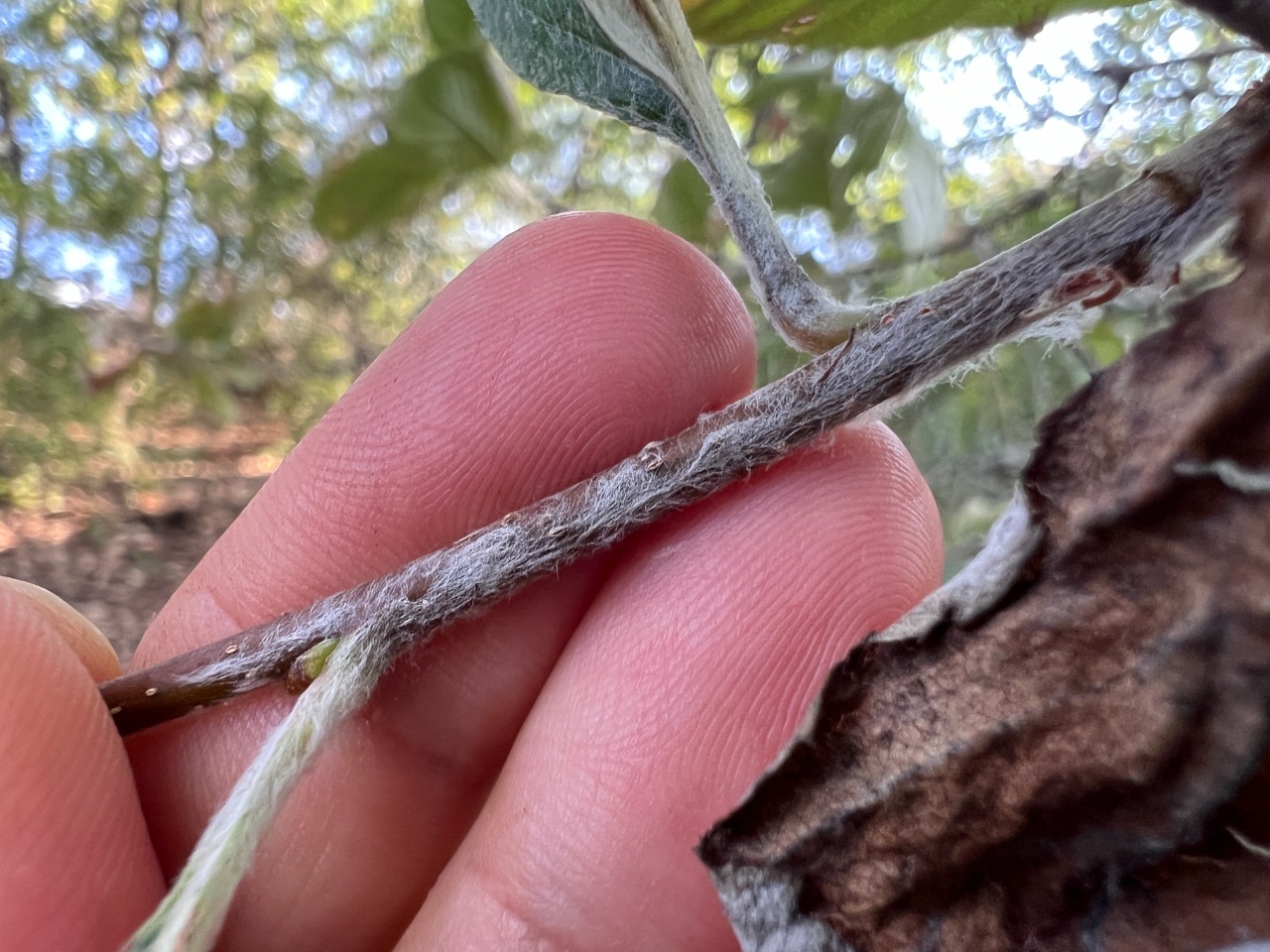 Sorbus graeca