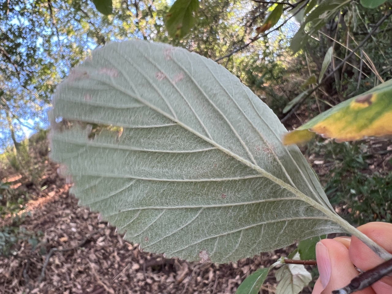 Sorbus graeca