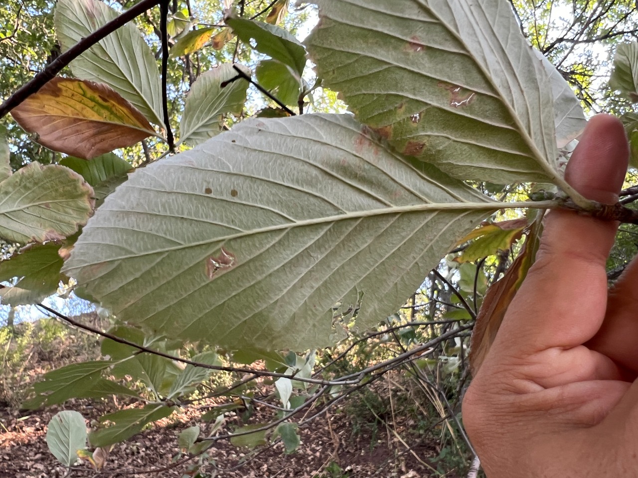 Sorbus graeca