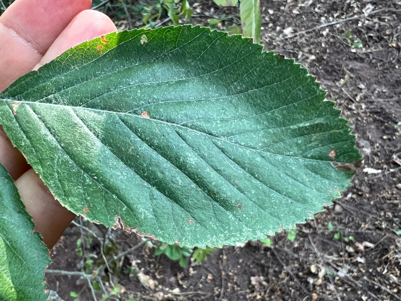 Sorbus graeca