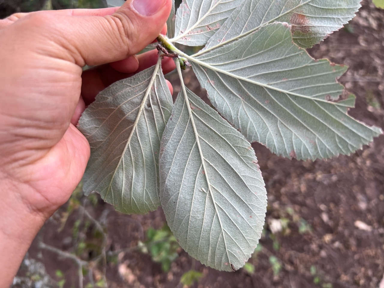 Sorbus graeca