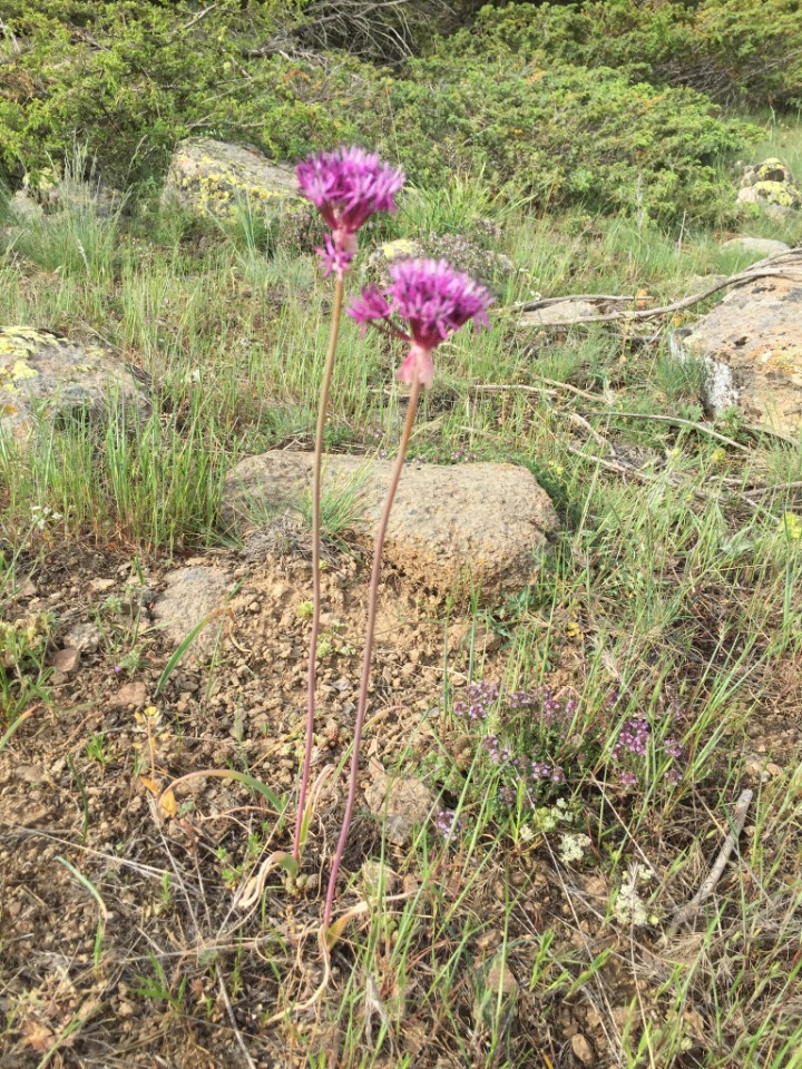 Allium lycaonicum