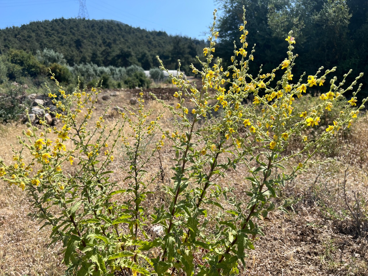 Verbascum bithynicum