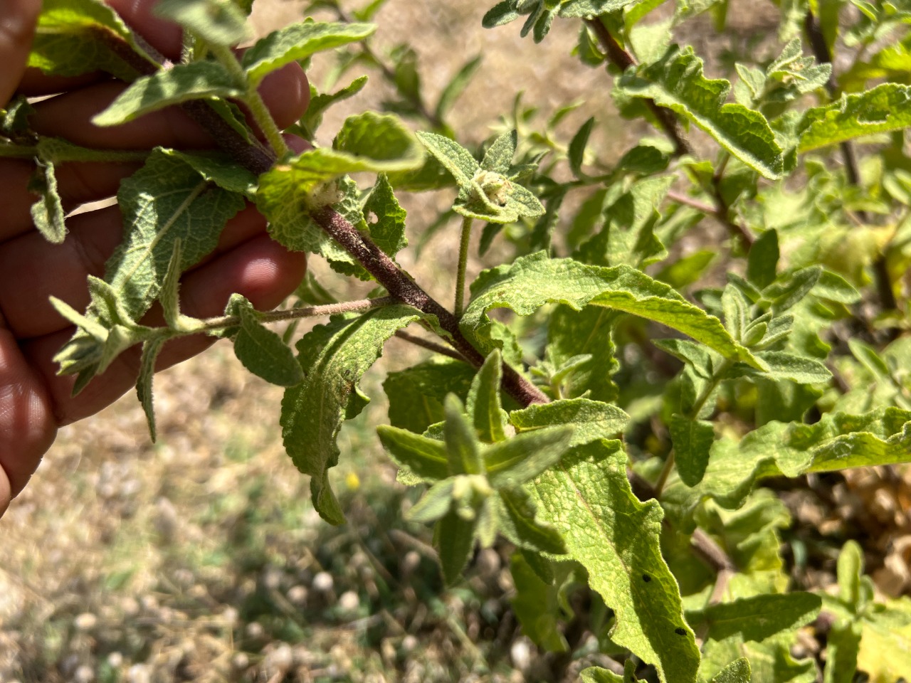 Verbascum bithynicum