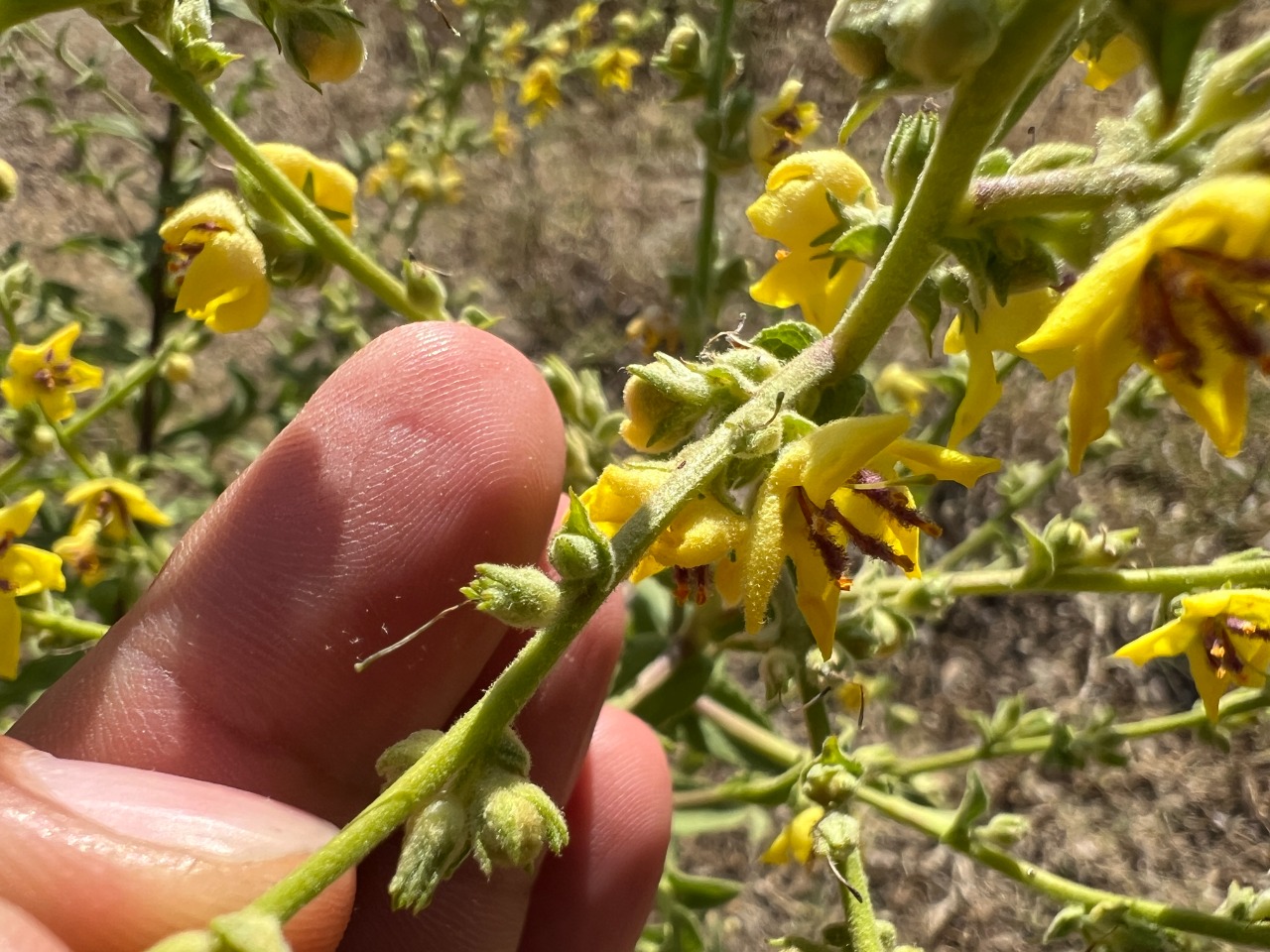 Verbascum bithynicum