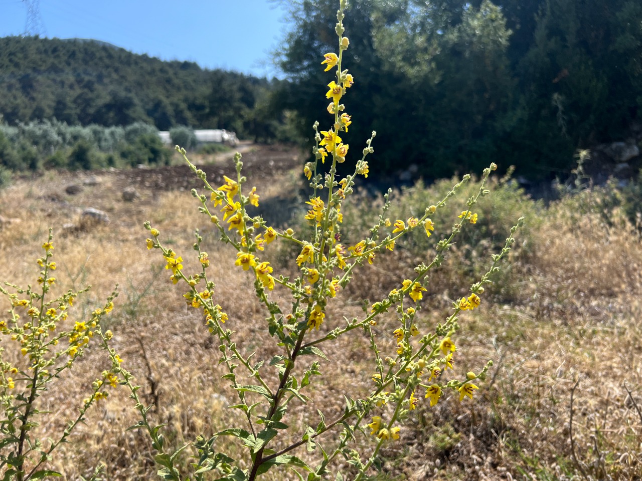 Verbascum bithynicum