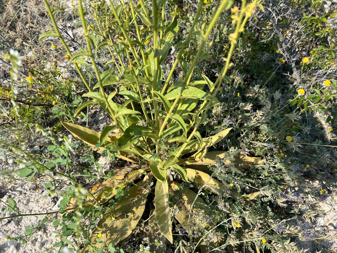 Verbascum cheiranthifolium