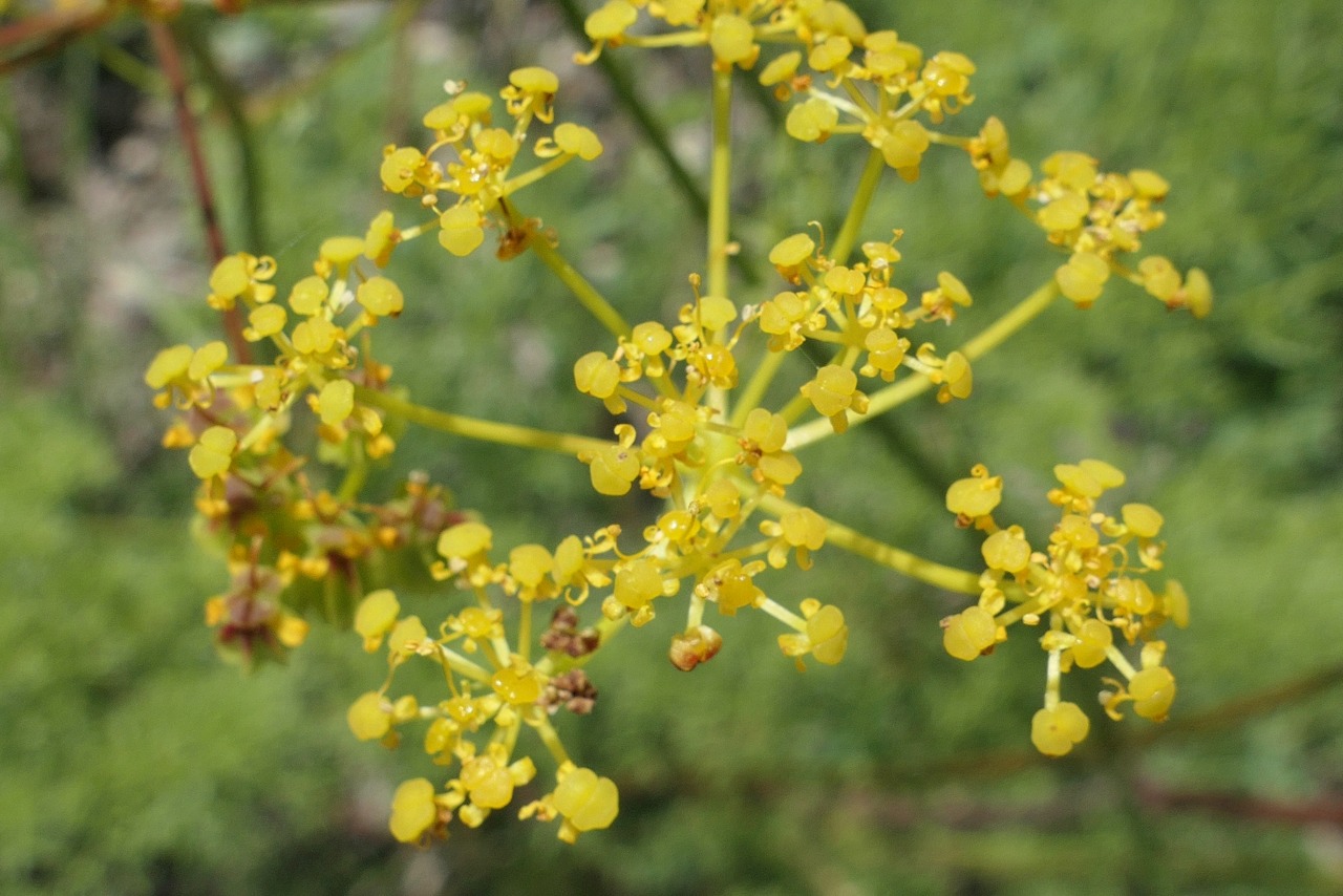 Prangos meliocarpoides