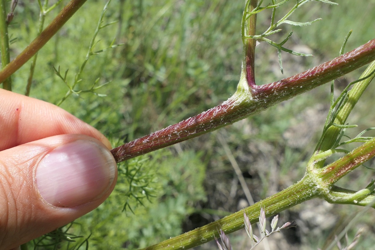 Prangos meliocarpoides