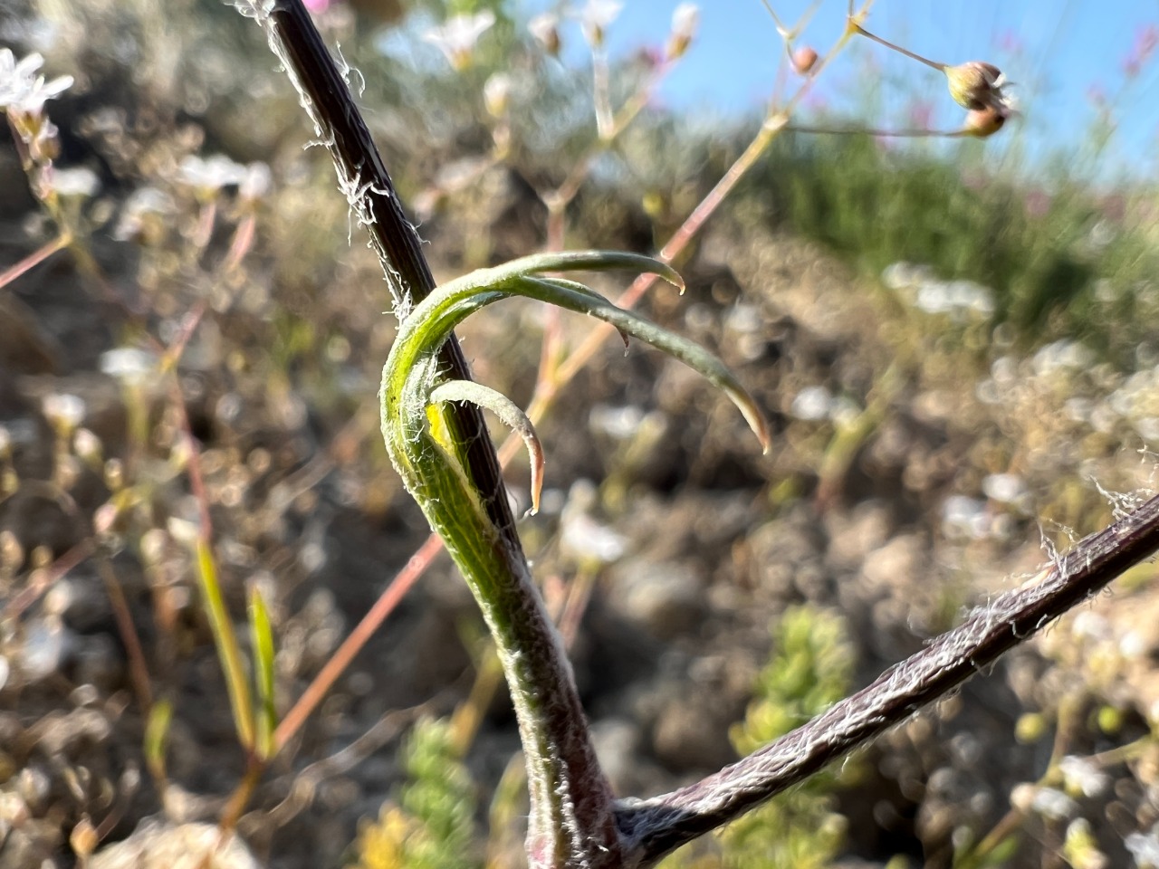 Prangos meliocarpoides