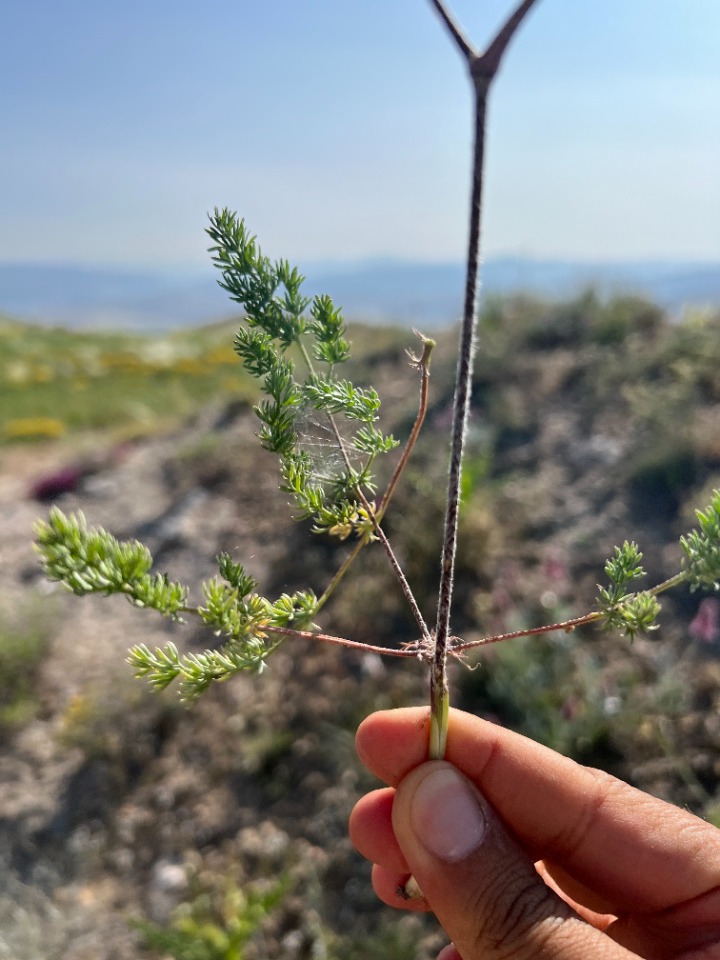 Prangos meliocarpoides