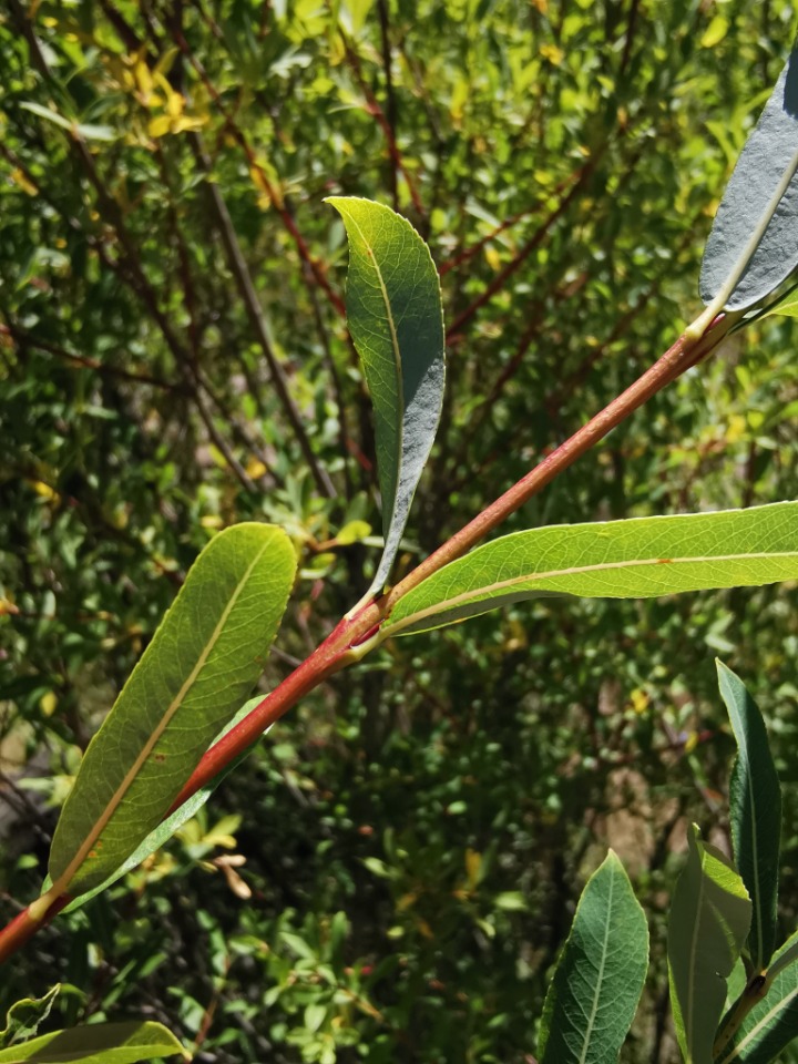 Salix purpurea