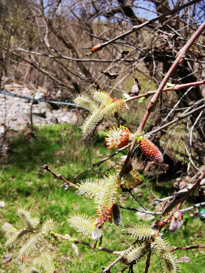 Salix purpurea