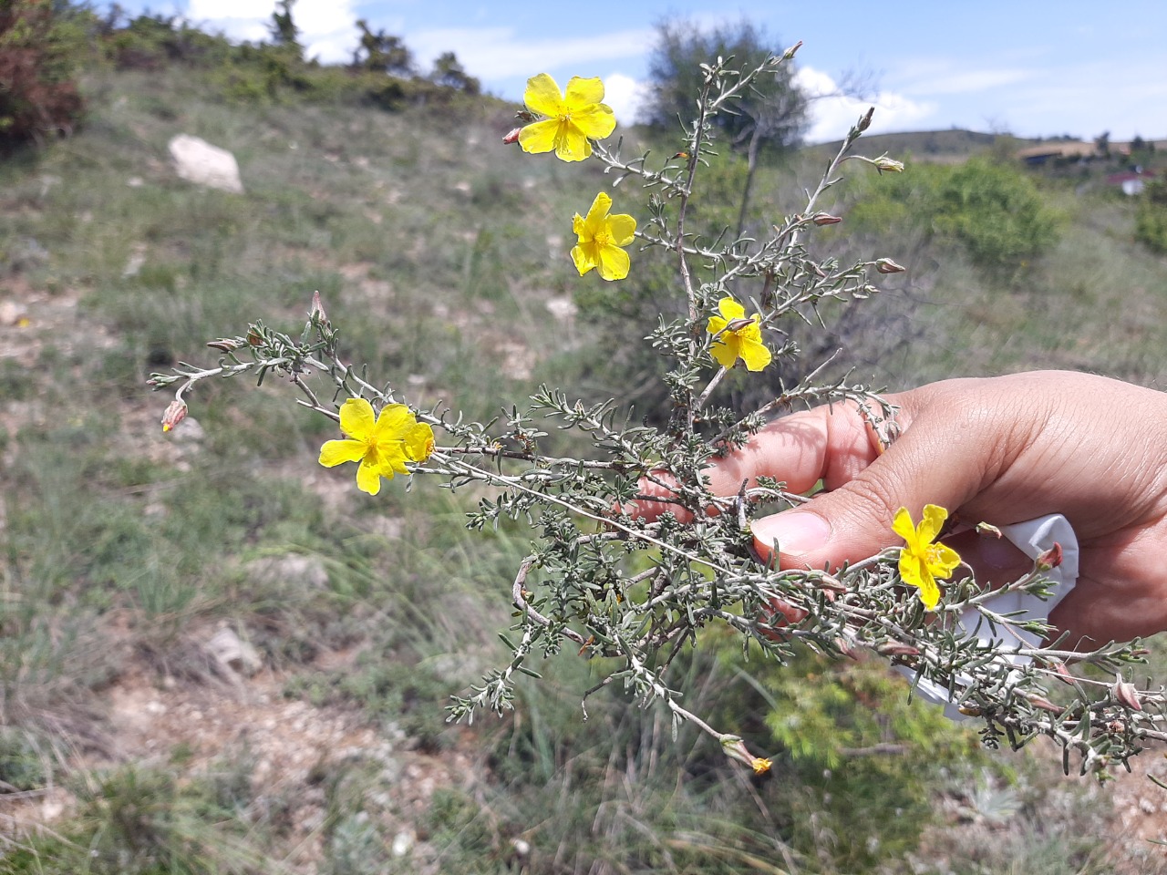 Fumana paphlagonica