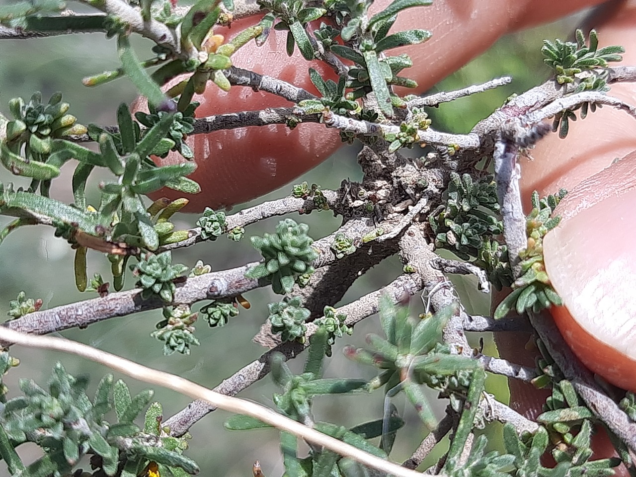 Fumana paphlagonica