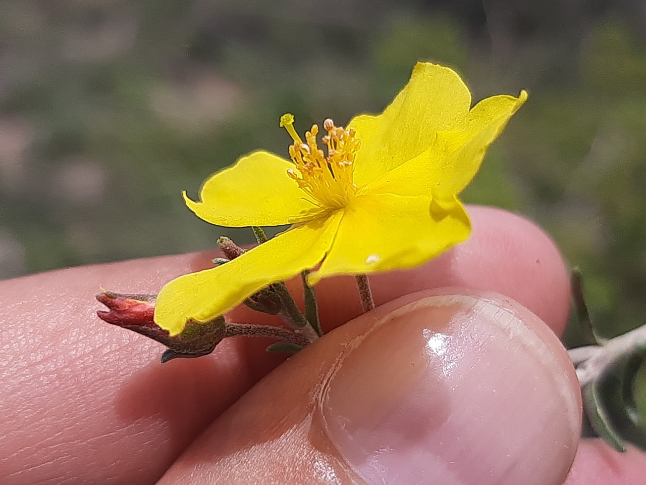 Fumana paphlagonica