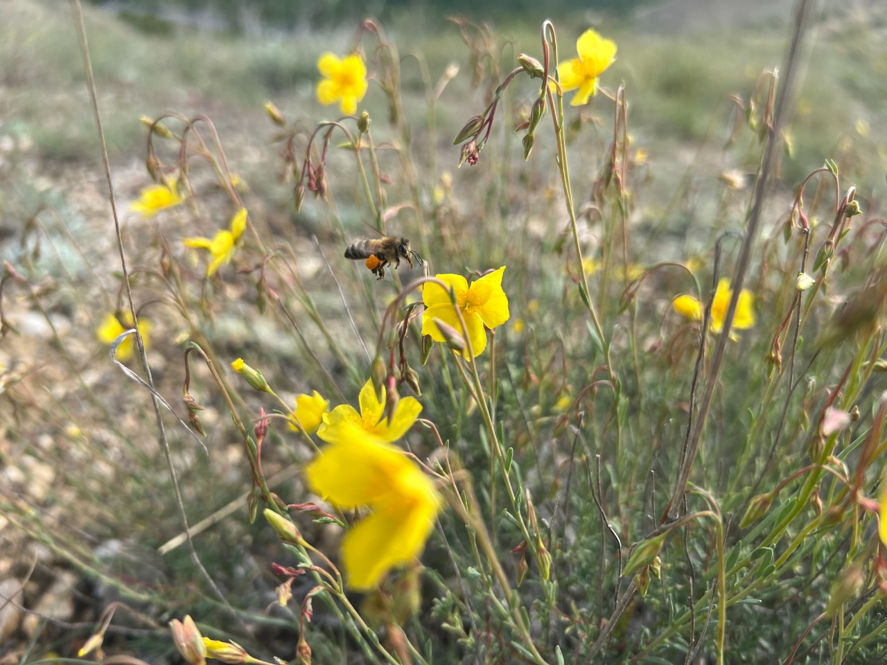 Fumana aciphylla