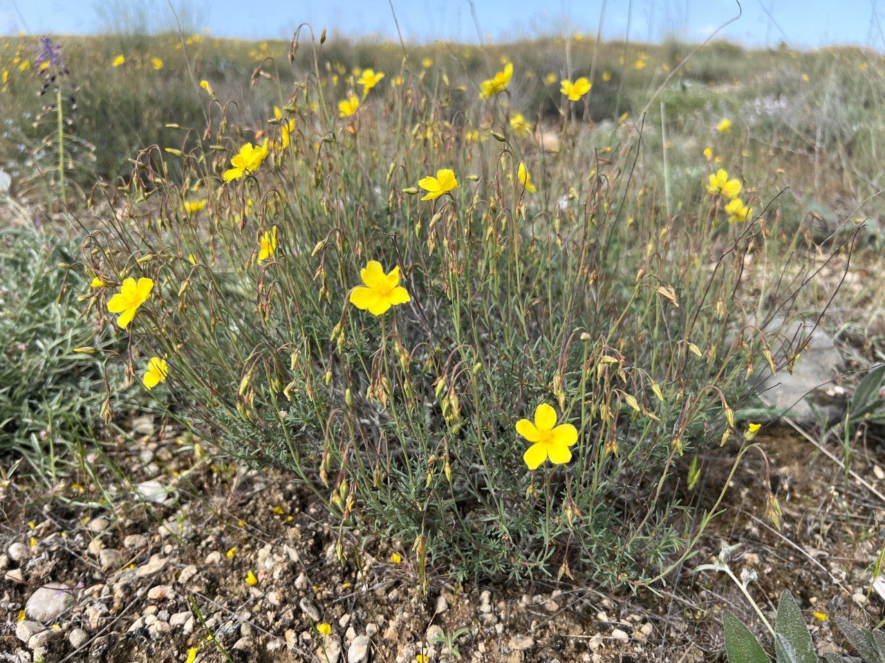 Fumana aciphylla