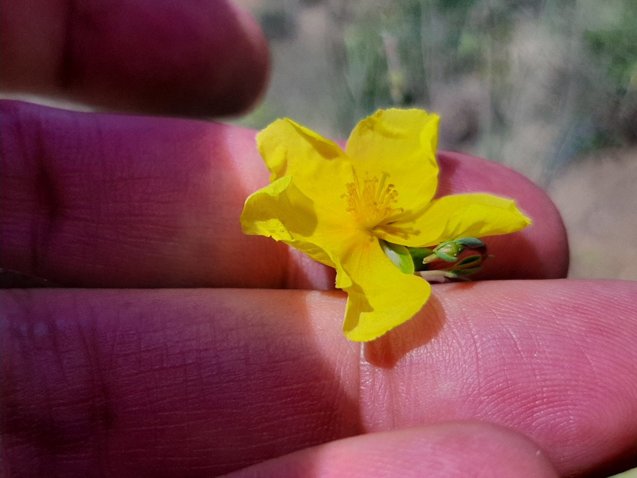 Fumana aciphylla