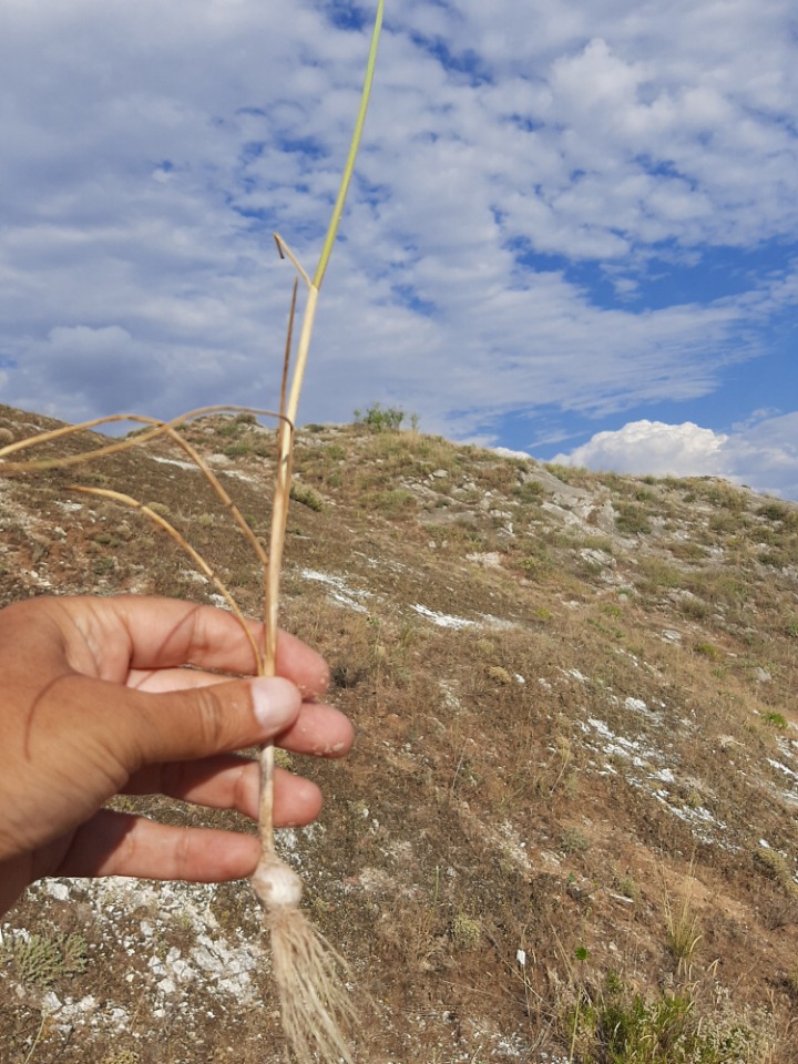 Allium nevsehirense