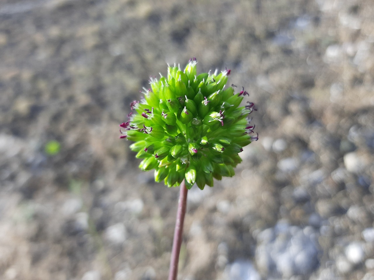 Allium nevsehirense