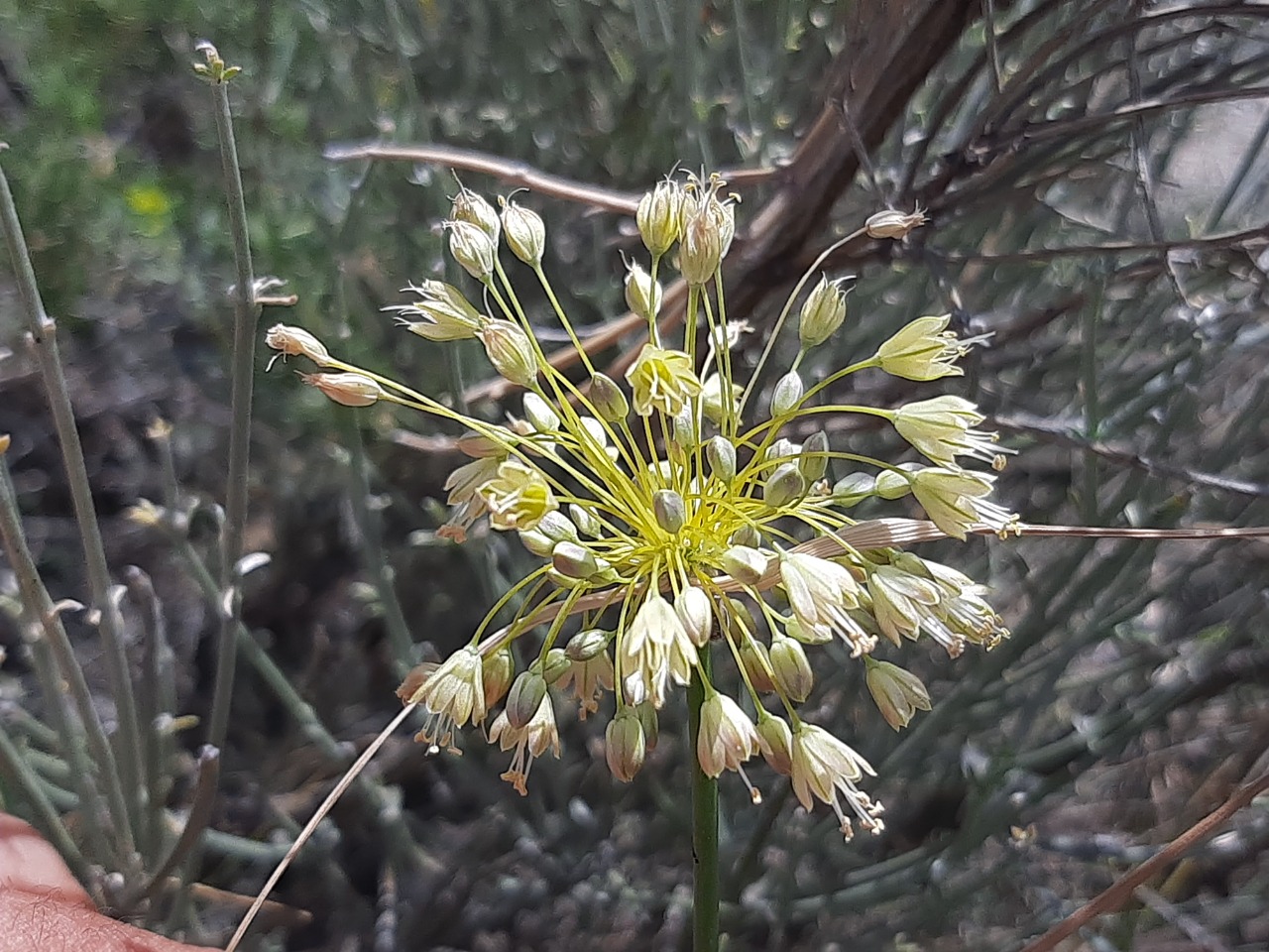 Allium pseudoflavum 