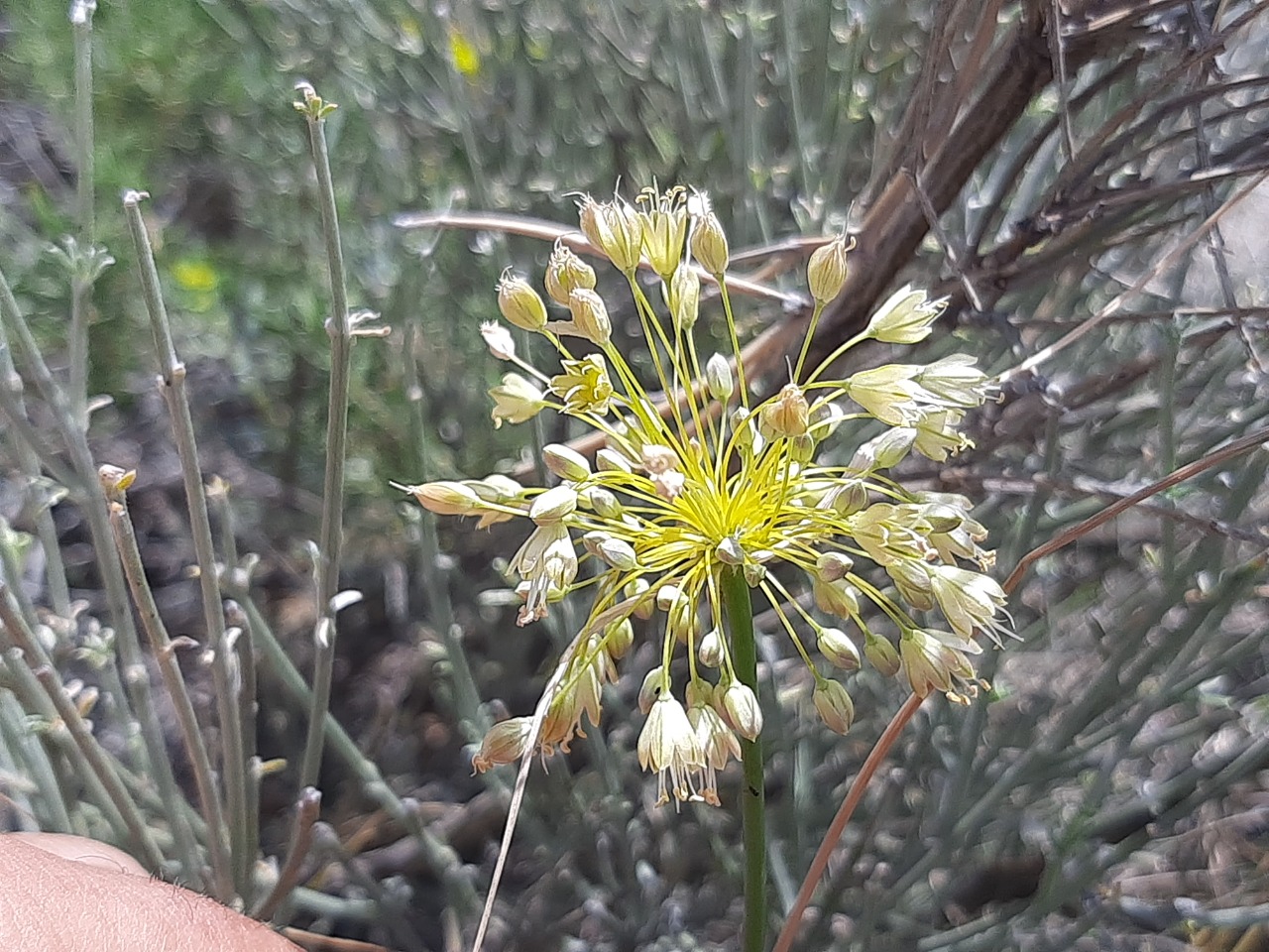 Allium pseudoflavum 