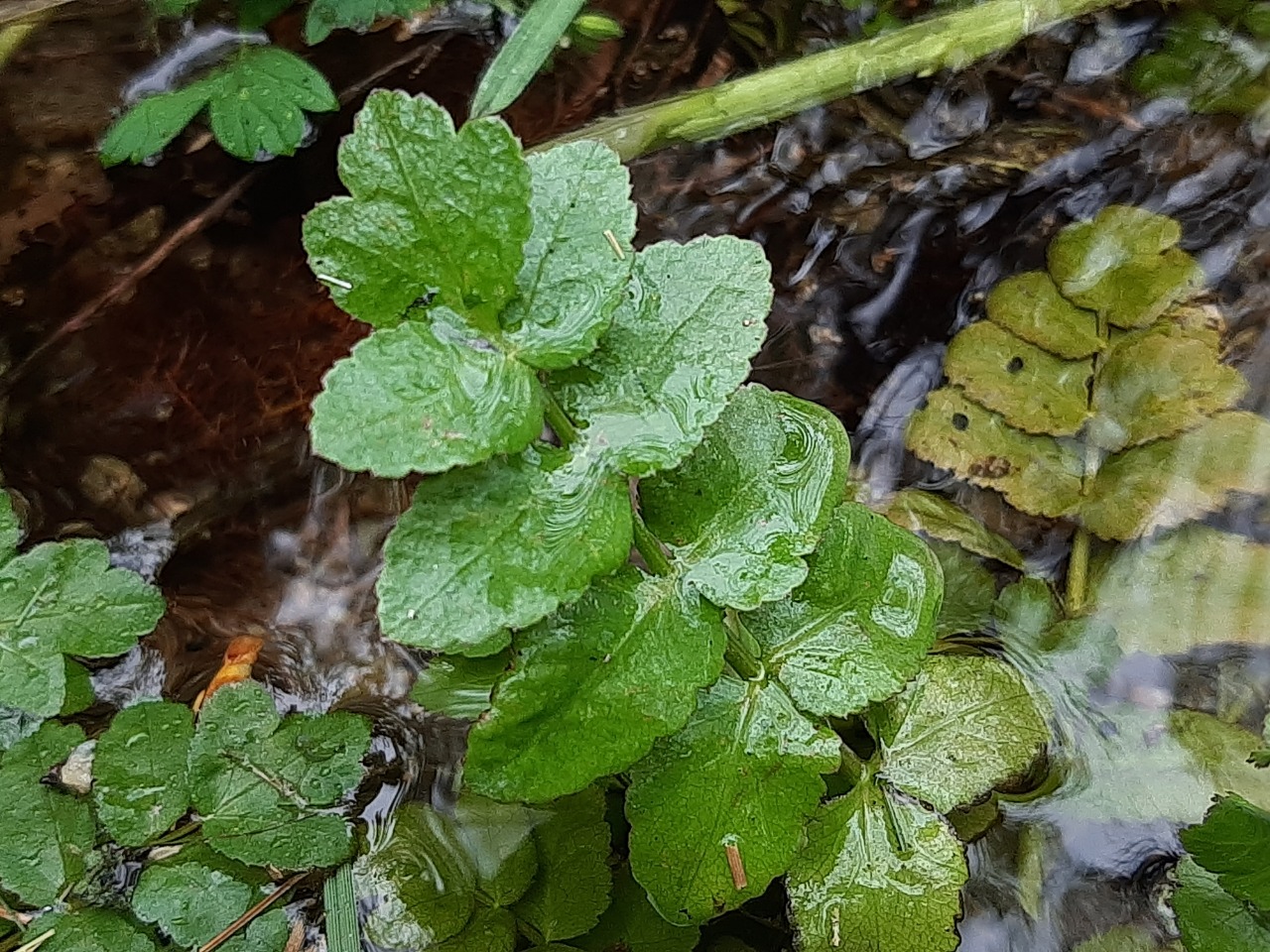 Apium nodiflorum 
