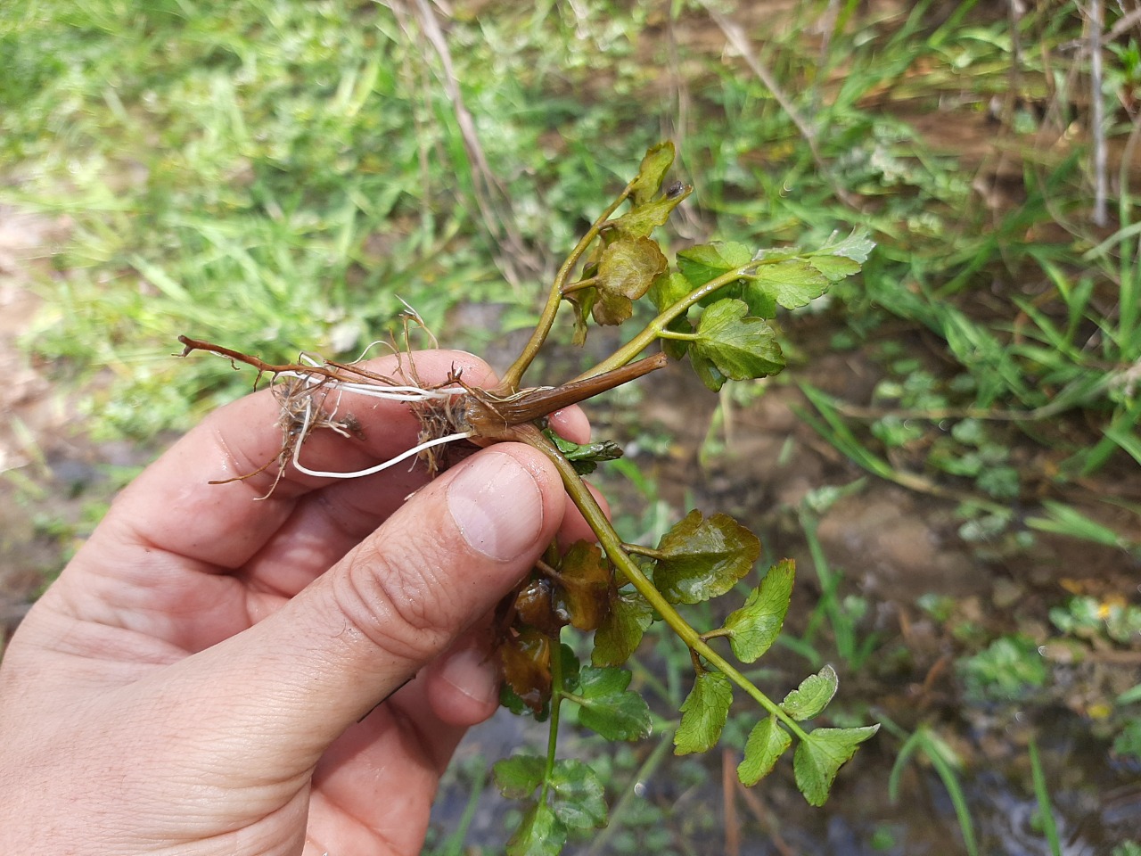 Apium nodiflorum 