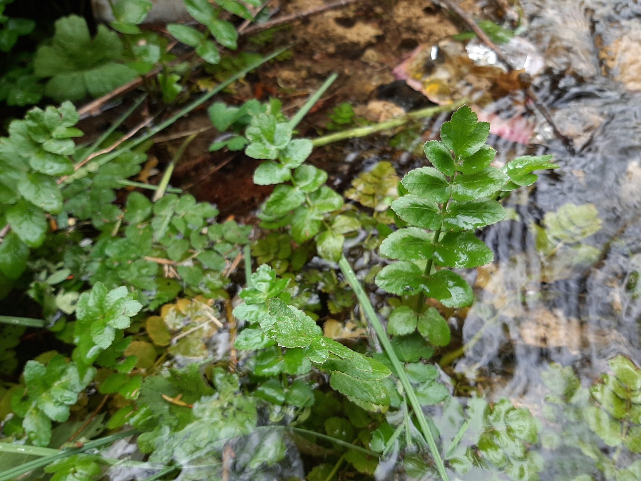 Apium nodiflorum 