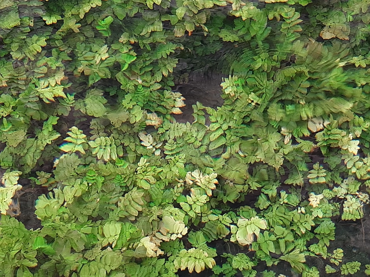 Apium nodiflorum 