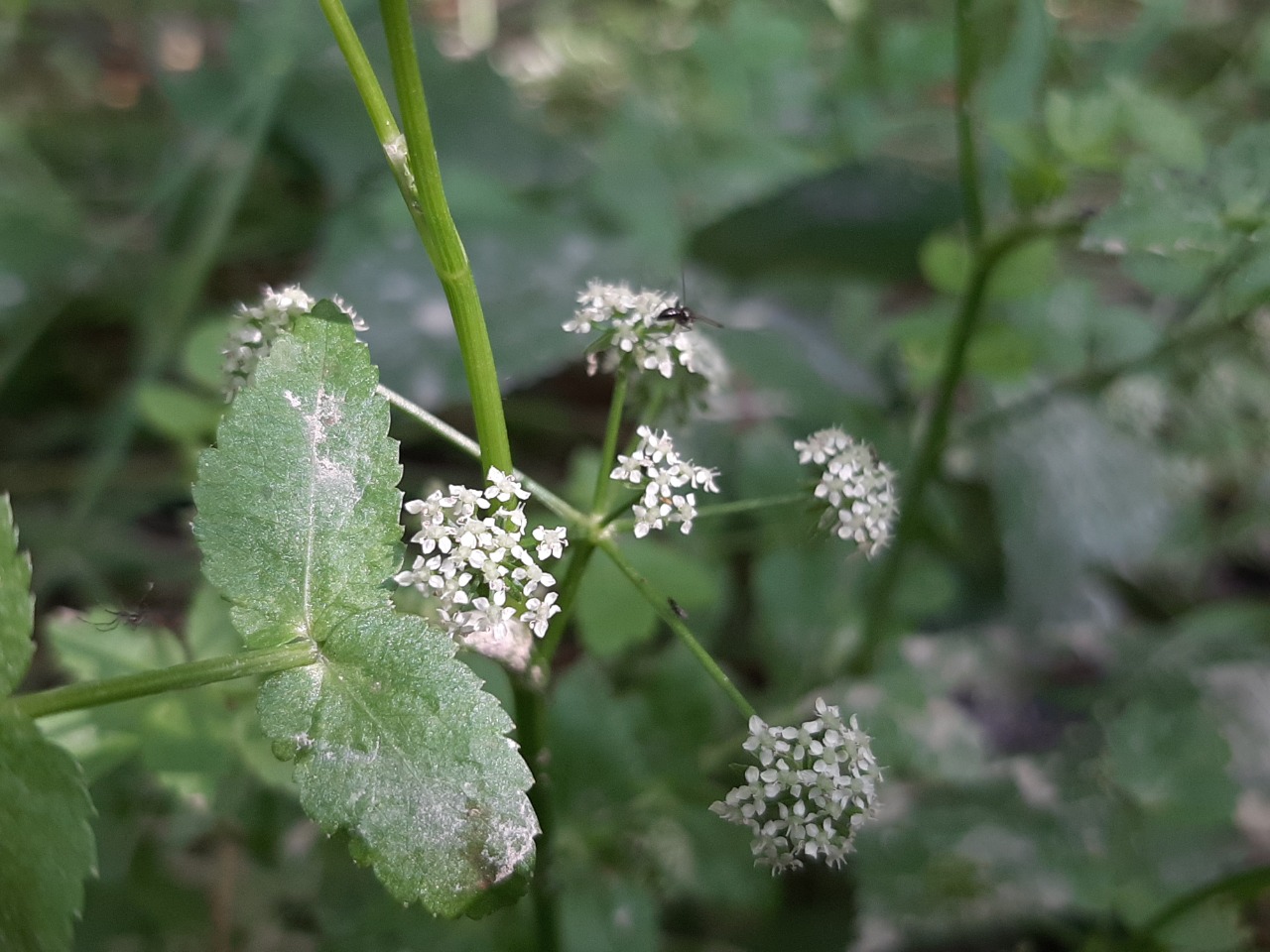 Apium nodiflorum 