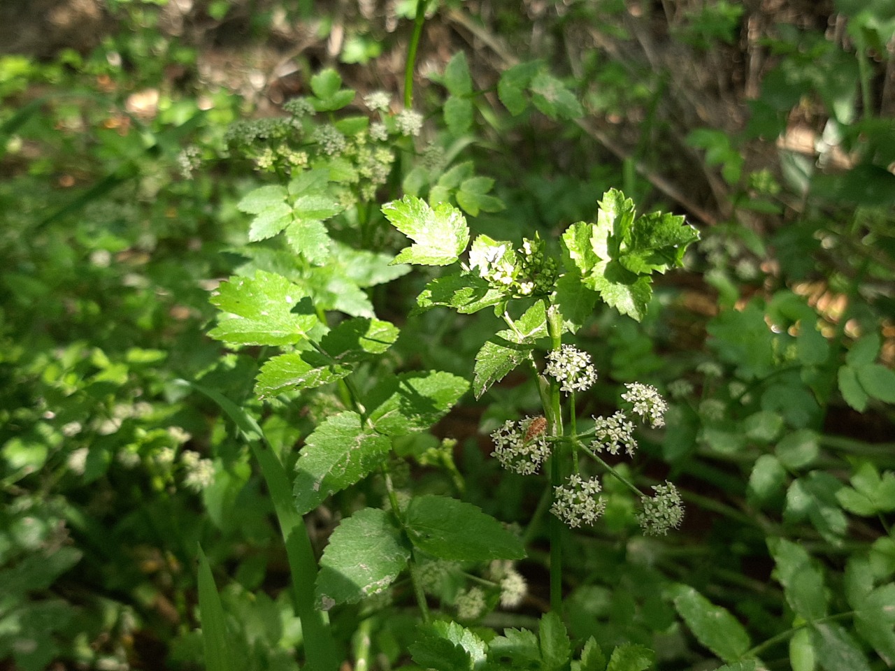 Apium nodiflorum 