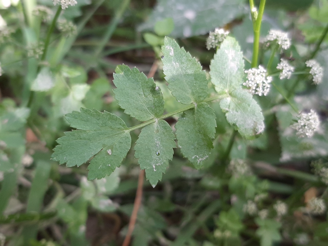 Apium nodiflorum 