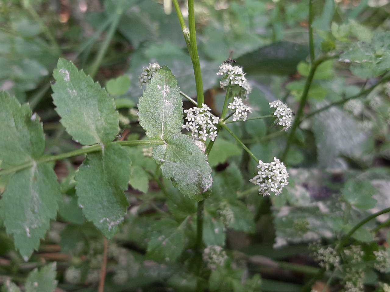 Apium nodiflorum 