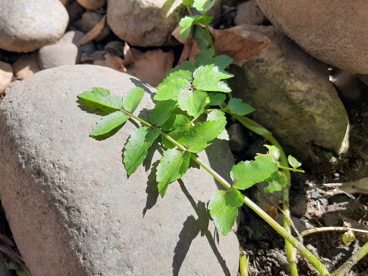 Apium nodiflorum 