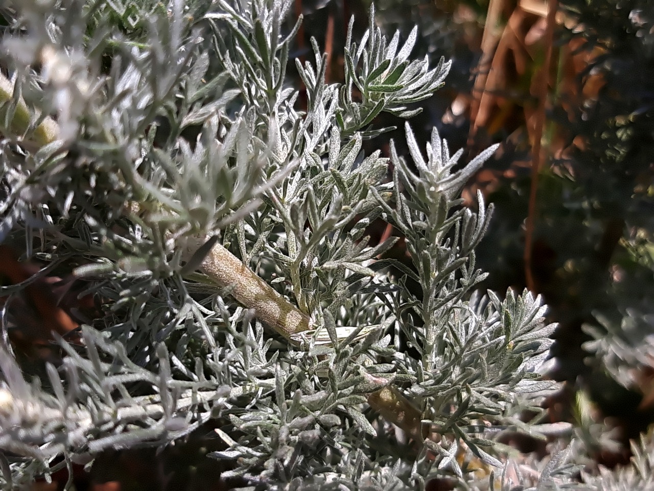 Artemisia austriaca 