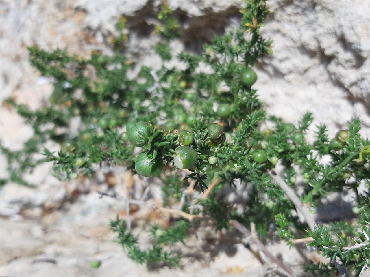 Asparagus acutifolius 