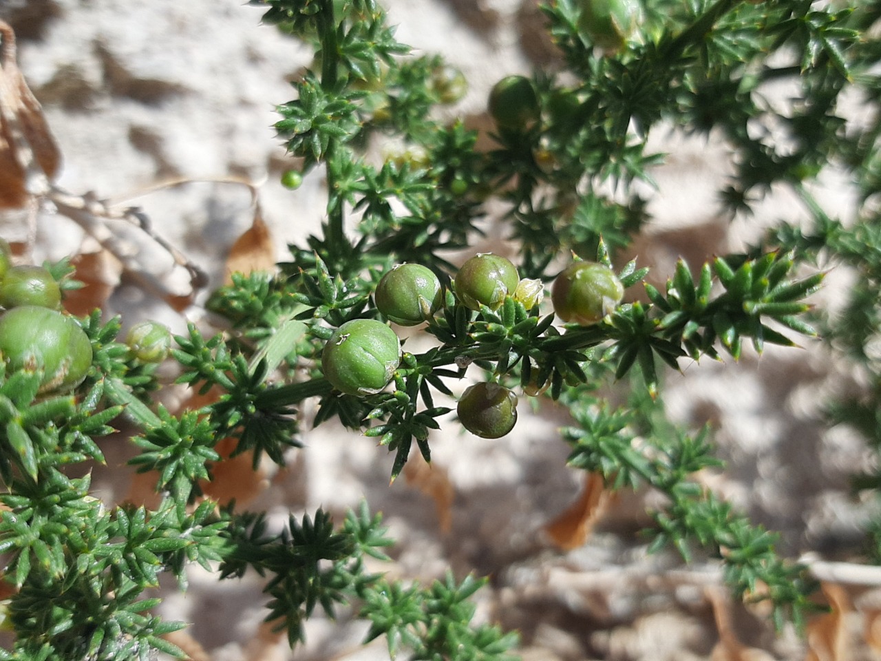 Asparagus acutifolius 