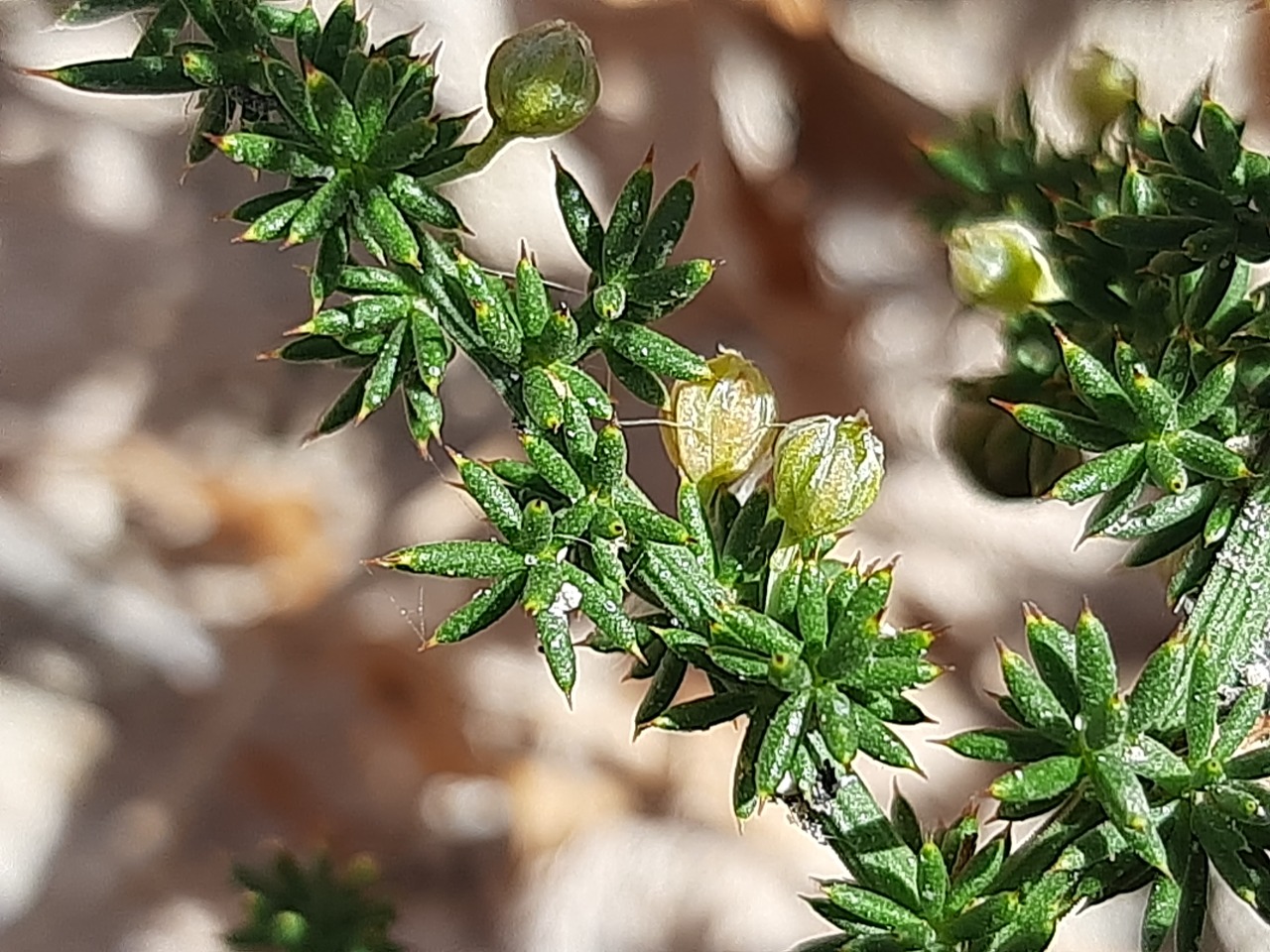 Asparagus acutifolius 