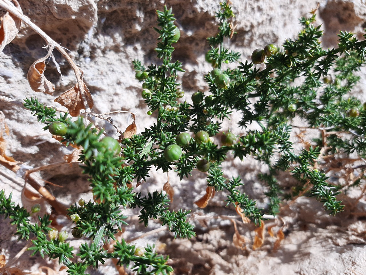 Asparagus acutifolius 